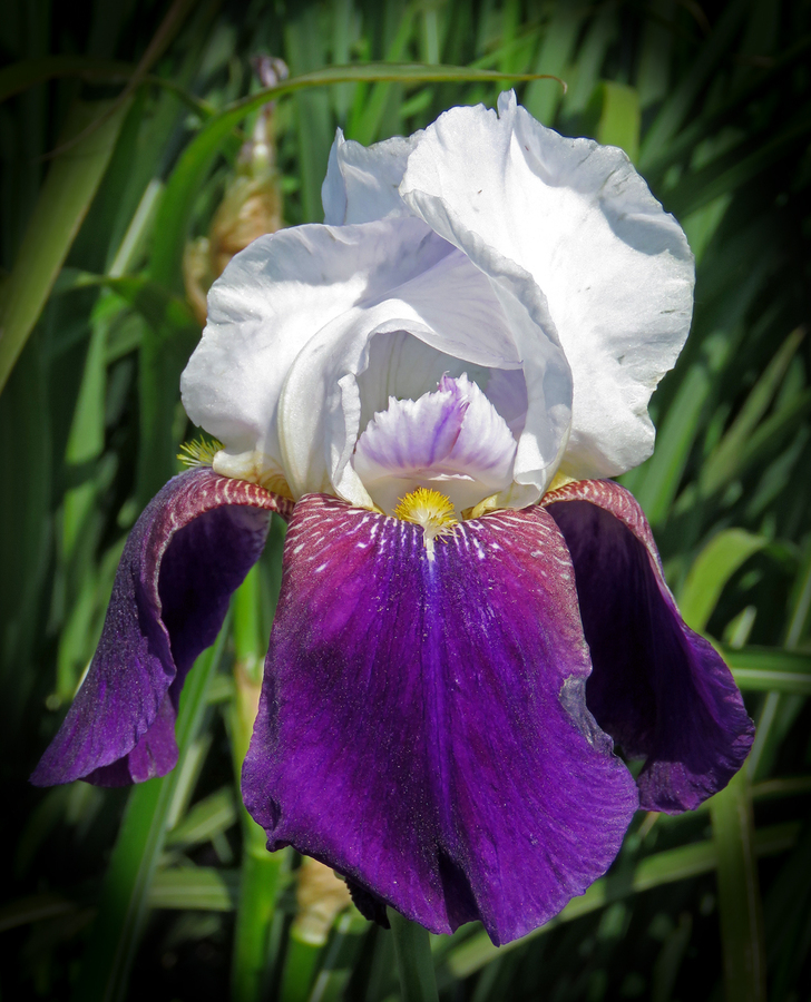 Bearded Iris - Julie Humphries